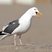 Western Gull